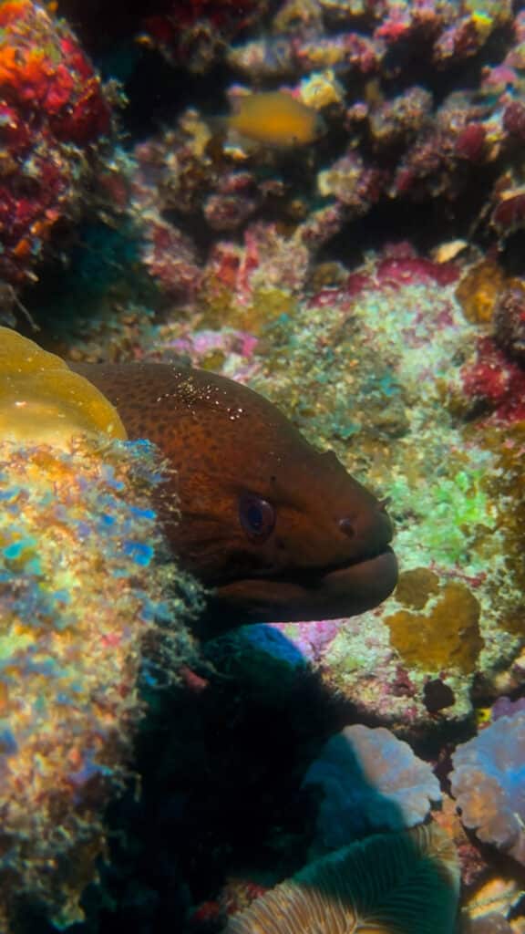 Primer plano de una anguila morena asomando desde un colorido arrecife de coral en las Maldivas Guía de buceo Top Sites de buceo.