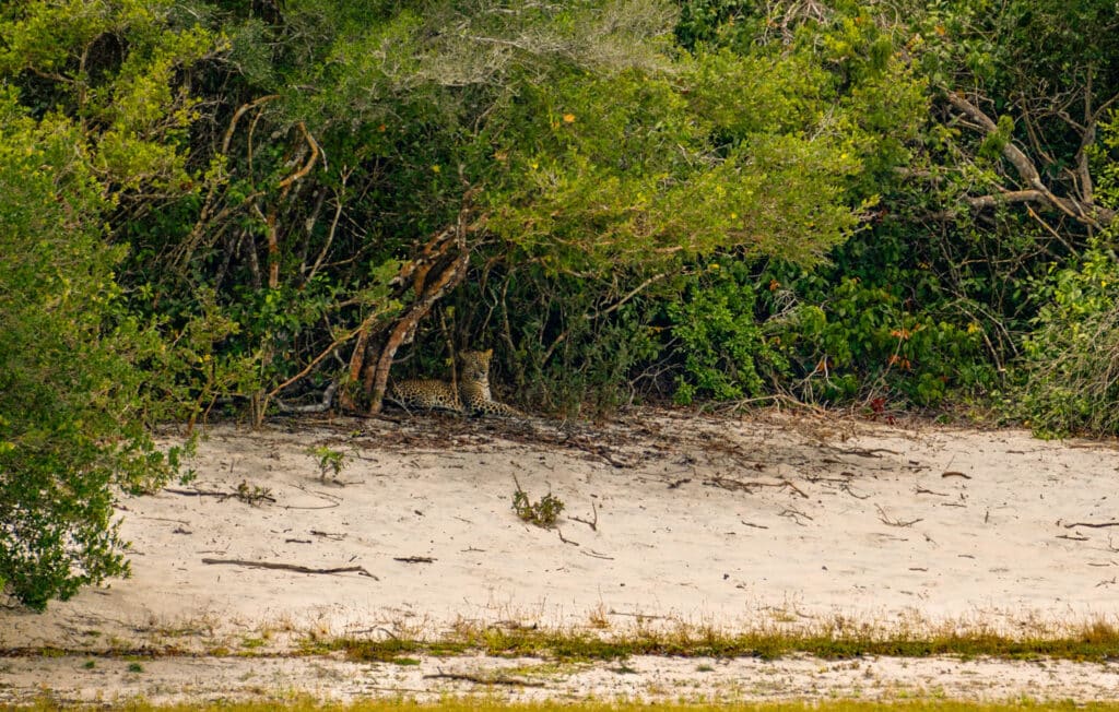 스리랑카 몬순 시즌 설명: 남서부 대 북동부 3 Leopard resting in the shade in Wilpattu National Park during the Sri Lanka monsoon season, showing that the Dry Zone remains ideal for wildlife viewing year-round