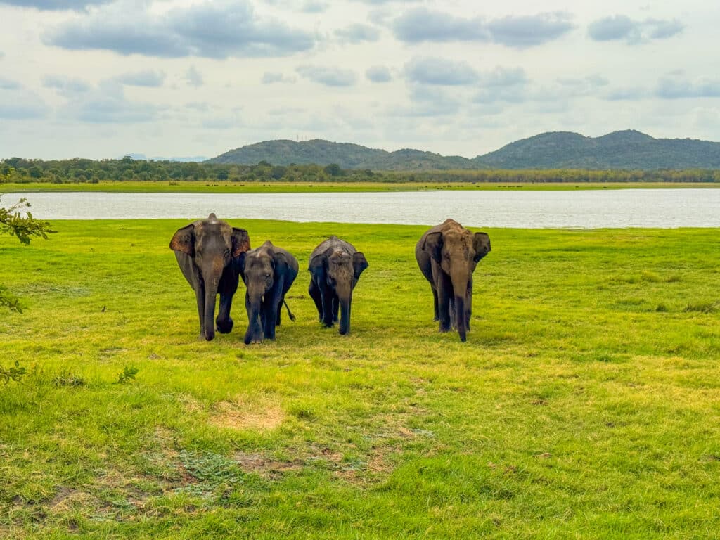 Elefanten, die über das Grasland des Minneriya National Park wandern – ein beliebtes Wildtiererlebnis nahe Sigiriya in Sri Lanka.
