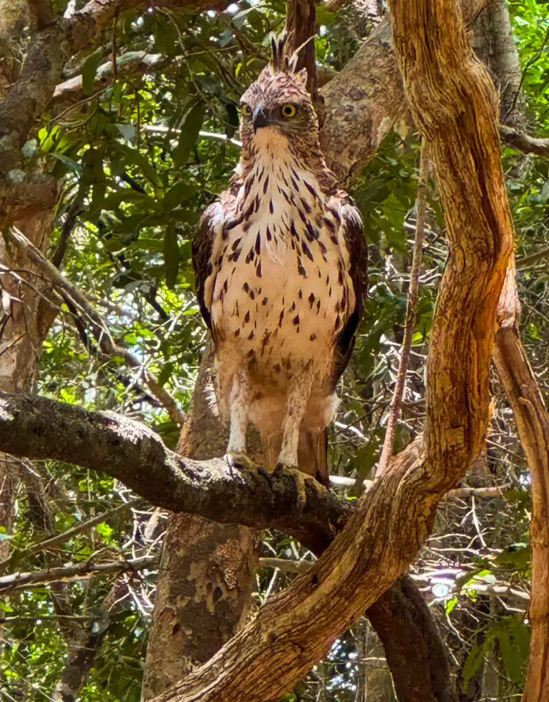Les meilleures villes à visiter au Sri Lanka : un guide pratique des régions, itinéraires et points de chute 9 Un aigle huppé perché sur une branche d'arbre à l'intérieur du Yala National Park, entouré par une végétation forestière dense.