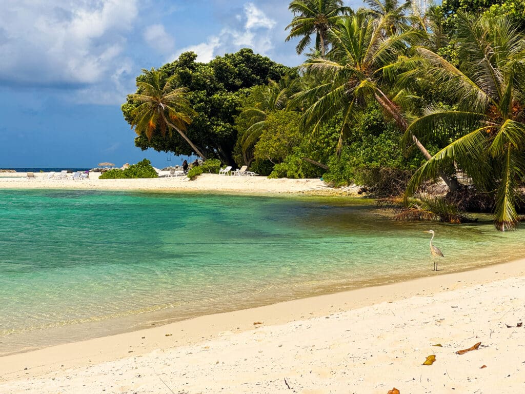 Tropical bikini beach in Dharavandhoo Maldives with turquoise water, white sand, palm trees, and a wading heron.