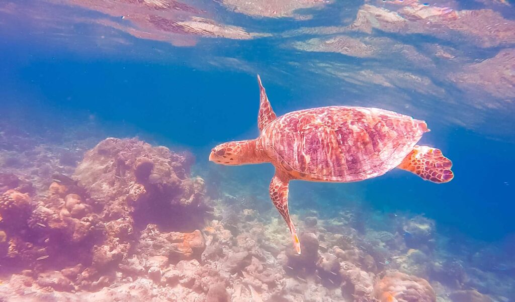 Tortugas marinas que nadan con gracia sobre un arrecife de coral poco profundo en aguas claras en uno de los principales sitios de buceo de la Guía de buceo de Maldivas.