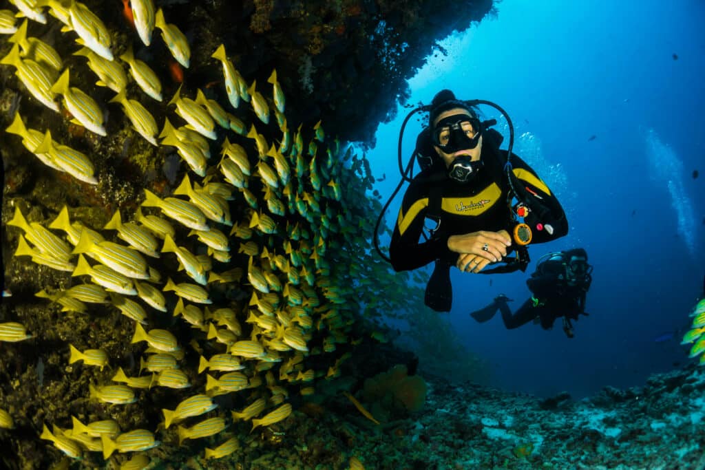 Scuba Diver flotando tranquilamente junto a una densa escuela de peces de arrecife amarillo en uno de los principales sitios de buceo de la Guía de buceo de Maldivas.