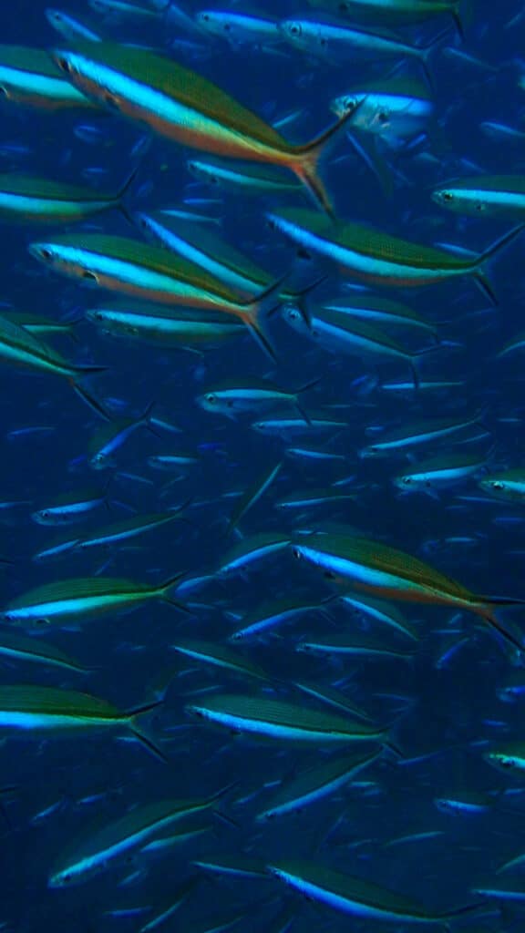Escuela densa de pequeños peces de arrecife nadando juntos en aguas abiertas en uno de los principales sitios de buceo de las Maldivas Guía de buceo.