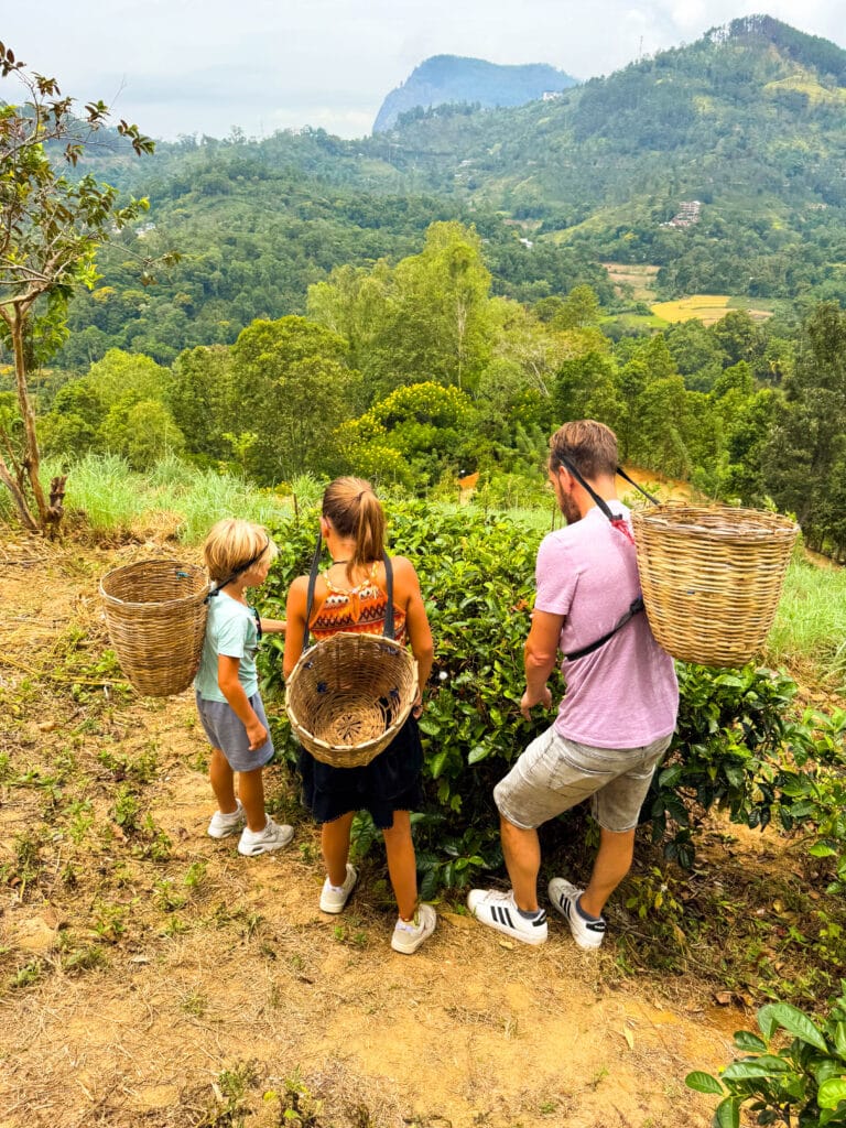 Family with wicker baskets picking tea leaves on a hillside plantation.