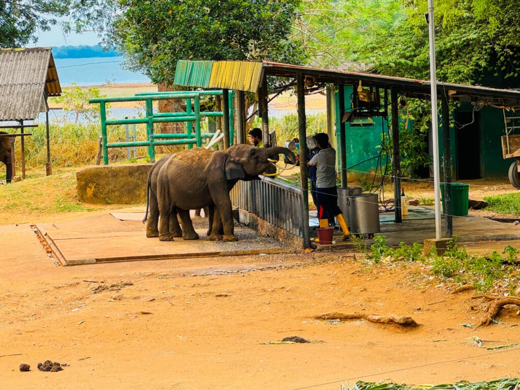 Udawalawe National Park: il posto migliore per vedere gli elefanti in Sri Lanka 2 Un cucciolo di elefante nutrito con il biberon da un custode presso il centro safari di Udawalawe.