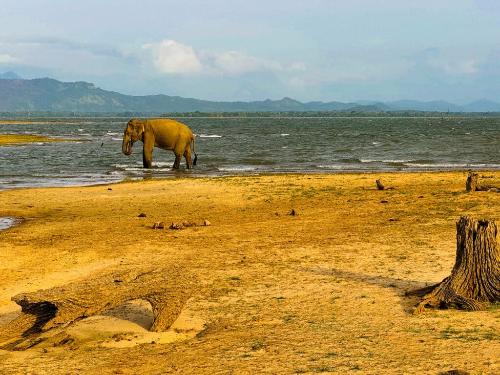 Udawalawe National Park: il posto migliore per vedere gli elefanti in Sri Lanka 1 Un elefante solitario che guadagna un lago scintillante durante un safari a Udawalawe.