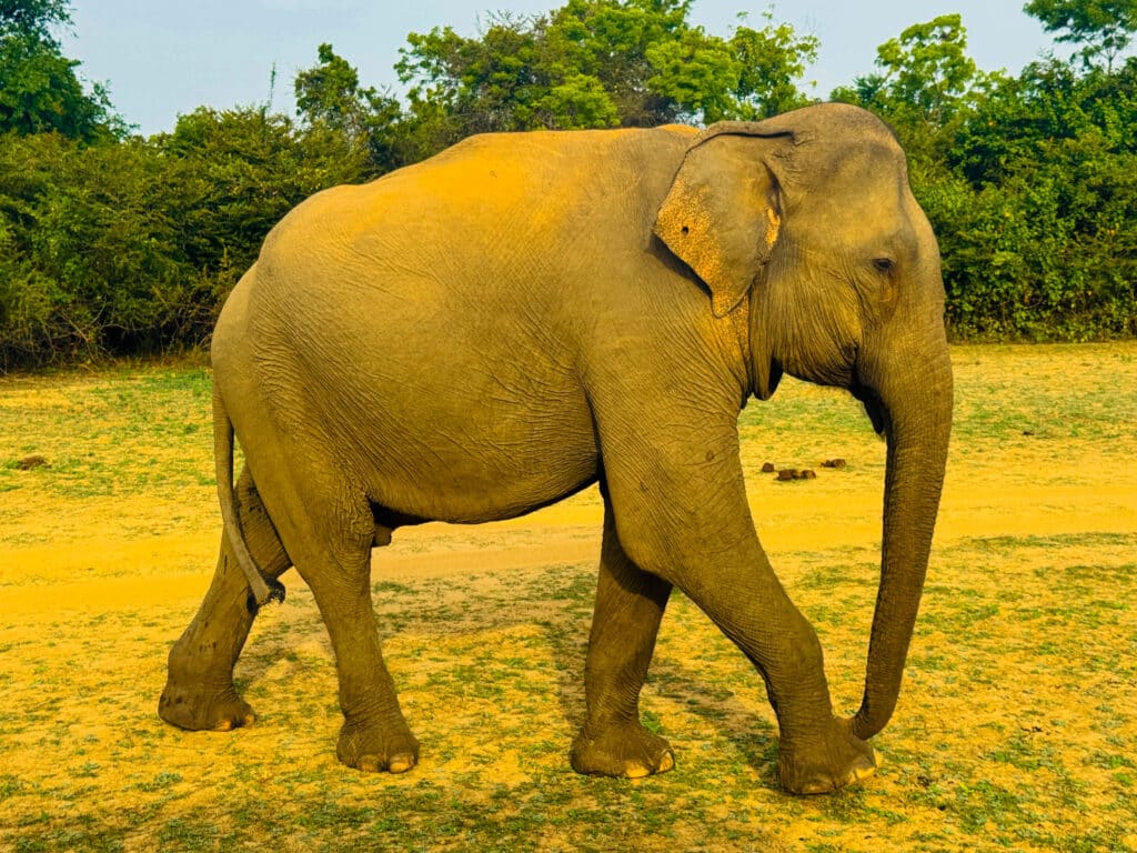 Udawalawe National Park: il posto migliore per vedere gli elefanti in Sri Lanka 4 Un maestoso elefante asiatico che cammina attraverso le pianure dorate durante un safari agli elefanti a Udawalawe.