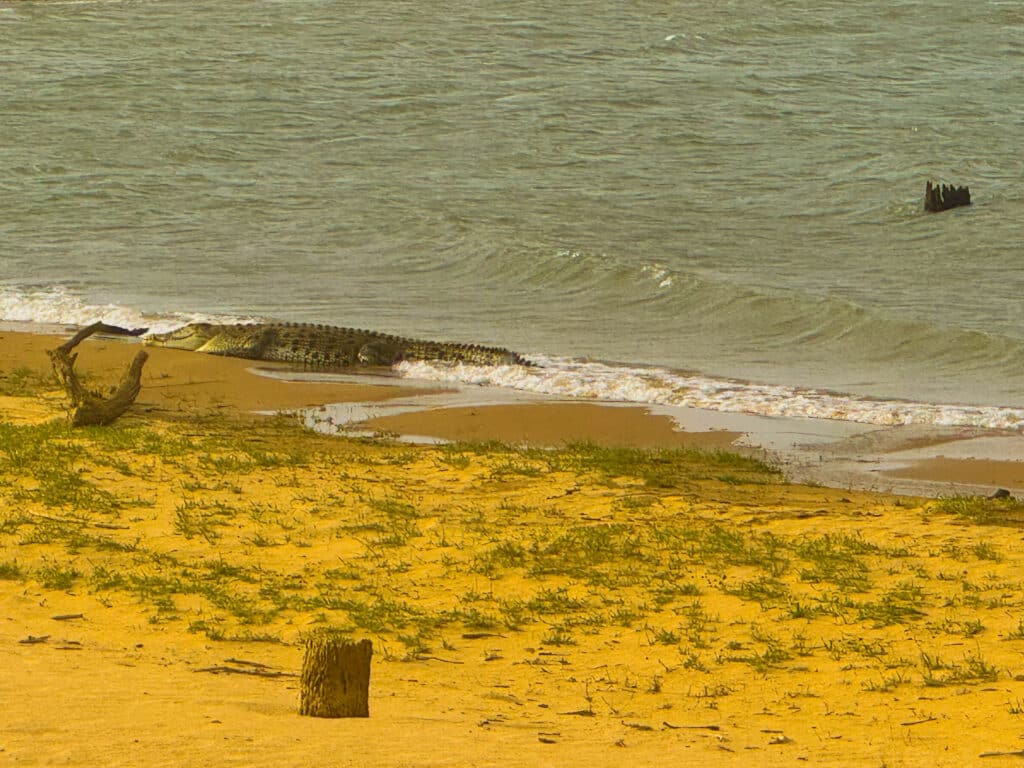 Udawalawe National Park: il posto migliore per vedere gli elefanti in Sri Lanka 6 Un grande coccodrillo che riposa sulla riva sabbiosa del lago durante un safari agli elefanti a Udawalawe.