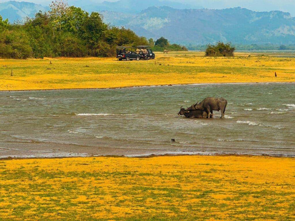 Udawalawe National Park: il posto migliore per vedere gli elefanti in Sri Lanka 7 Jeep da safari che osservano i bufali d'acqua rinfrescarsi nel lago durante un safari agli elefanti a Udawalawe.