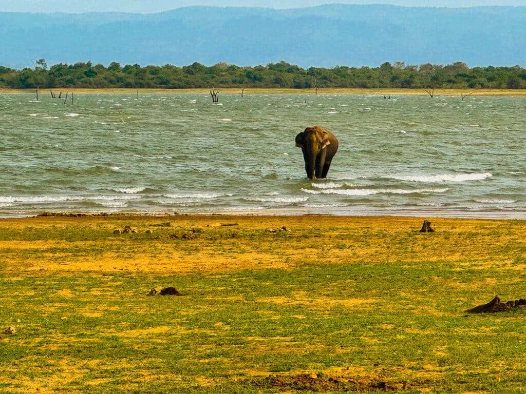 Udawalawe National Park: il posto migliore per vedere gli elefanti in Sri Lanka 5 Un elefante solitario che si rinfresca nelle acque di un vasto lago durante un safari agli elefanti a Udawalawe.
