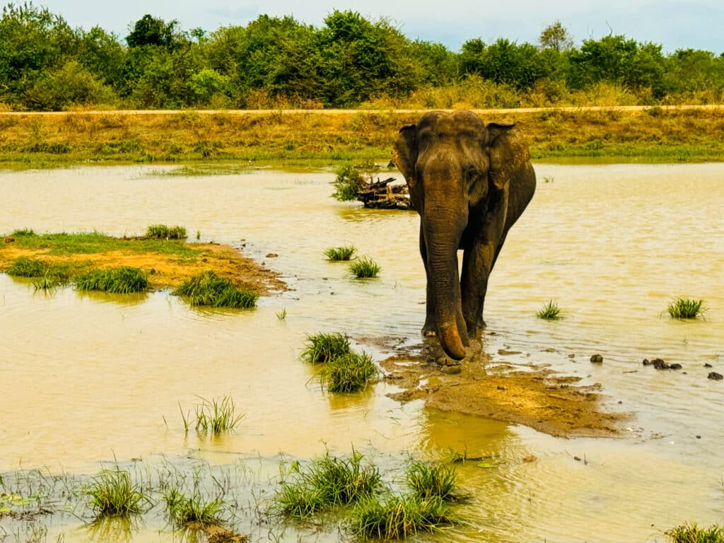 Одинокий дикий слон идет по мелководью в национальном парке Шри-Ланки на закате.