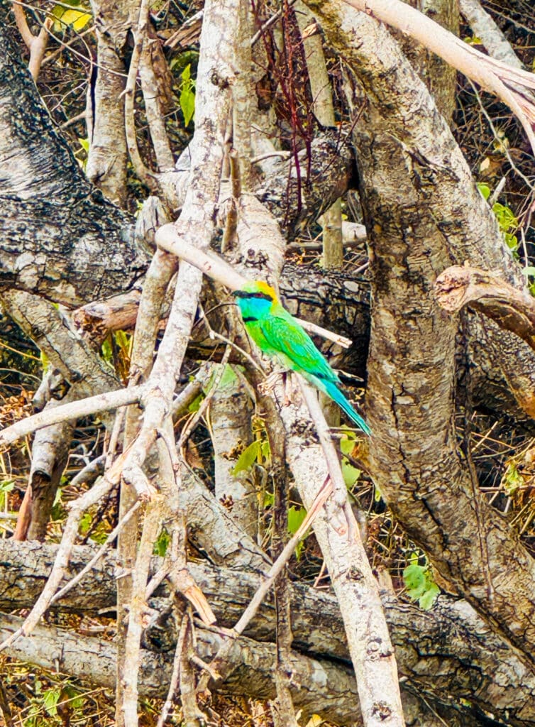 Udawalawe National Park: il posto migliore per vedere gli elefanti in Sri Lanka 8 Colorato gruccione verde appollaiato su rami intrecciati durante un safari agli elefanti a Udawalawe.
