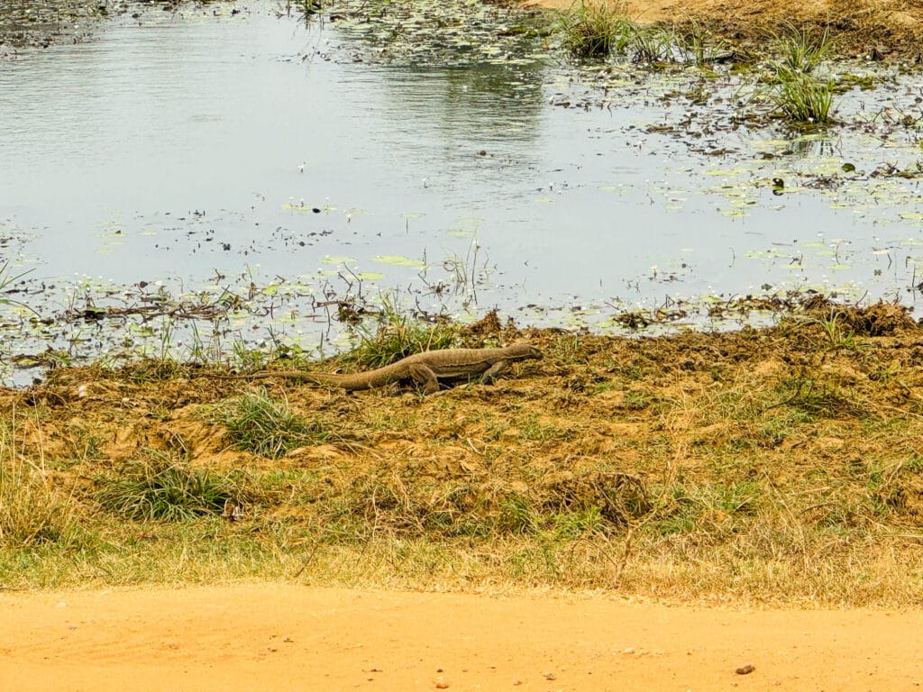Udawalawe National Park: il posto migliore per vedere gli elefanti in Sri Lanka 9 Varano che cammina lungo il bordo fangoso dell'acqua durante un safari agli elefanti a Udawalawe.