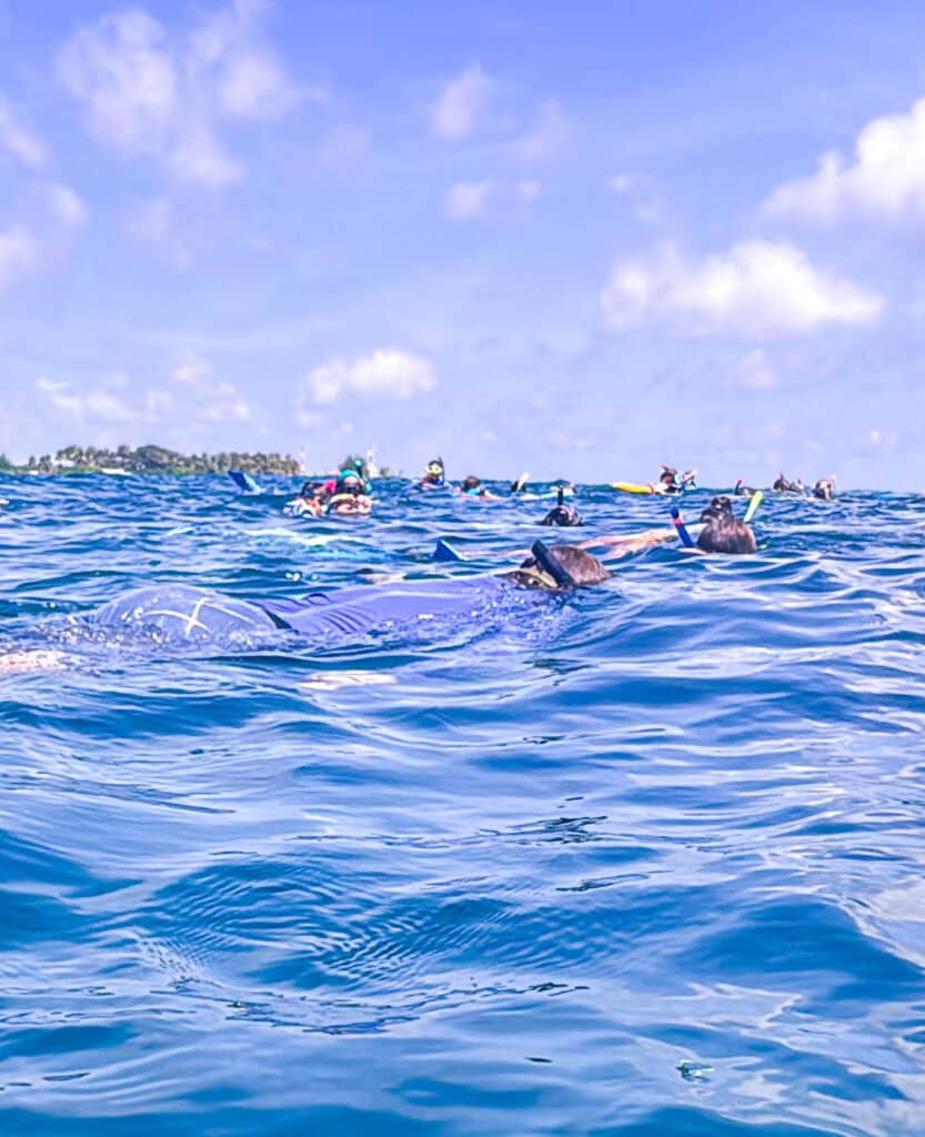 Group of snorkellers floating on the surface of the Indian Ocean near a Maldivian island.