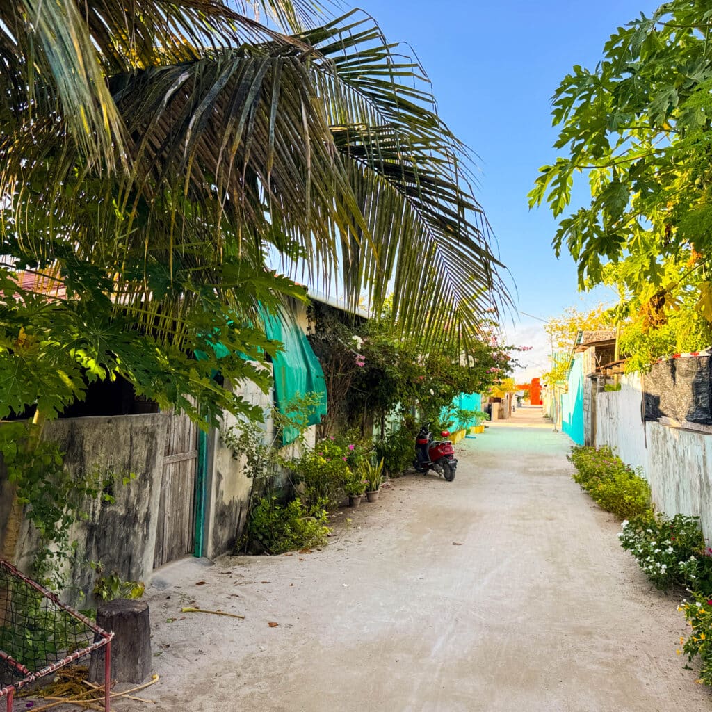 Sandy lane with palm trees, flowers and simple homes on a peaceful Maldivian local island.