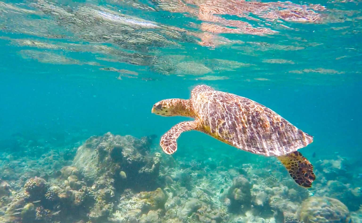 Sea Turtles in the Maldives: Where & How to Swim With Them