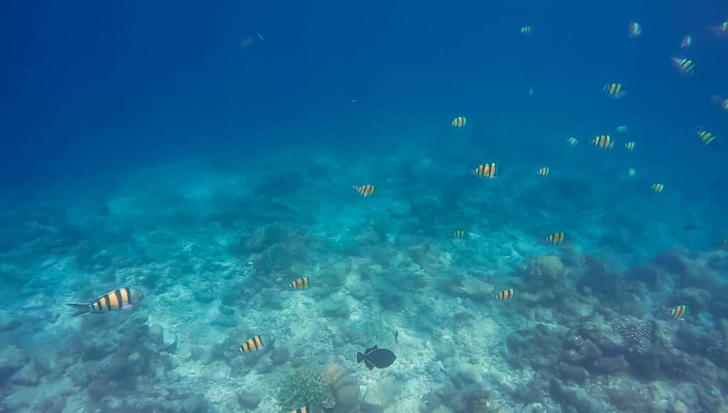Peces de arrecife coloridos nadando sobre coral poco profundo en aguas claras de Maldivas.