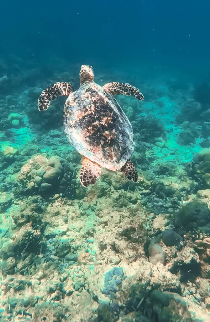Sea turtle swimming away over a rocky coral bottom in deep blue Maldivian water.