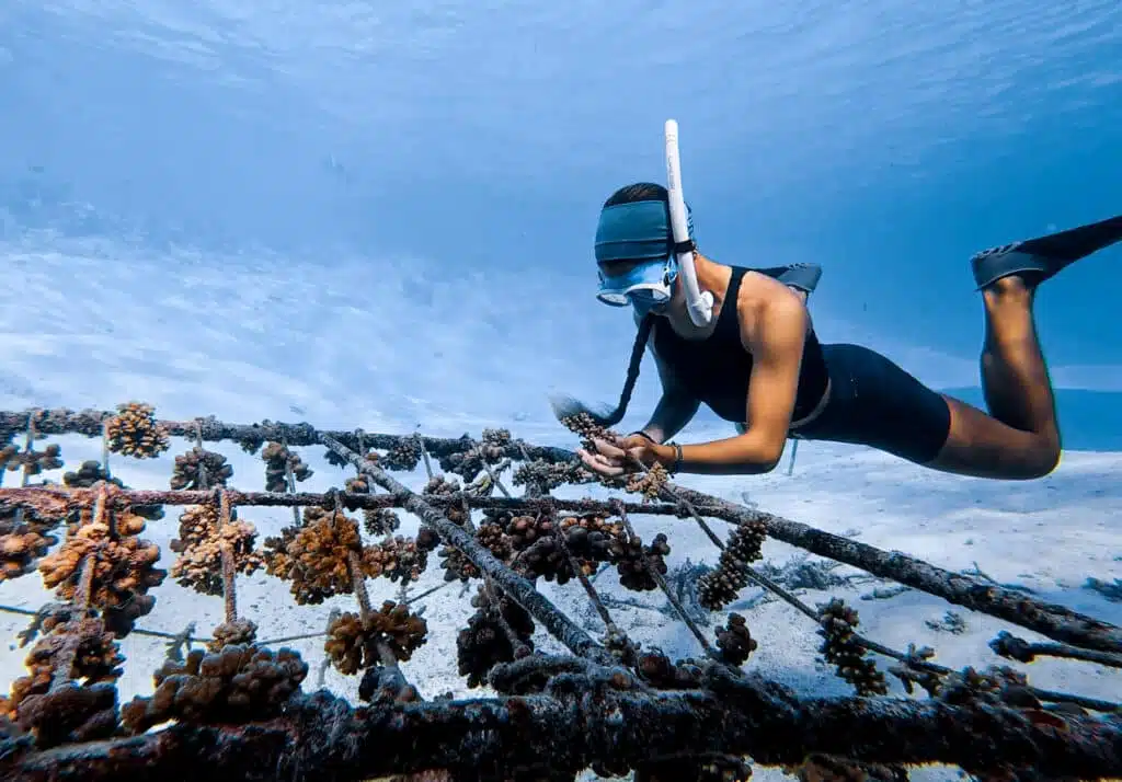 OZEN Life Maadhoo 珊瑚修复项目，保护脆弱的马尔代夫礁石生态系统