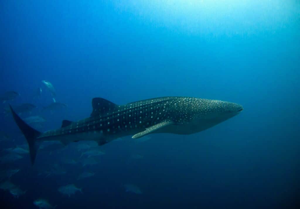 A whale shark glides through the deep blue ocean in South Ari Atoll in the Maldives, surrounded by scattered fish.