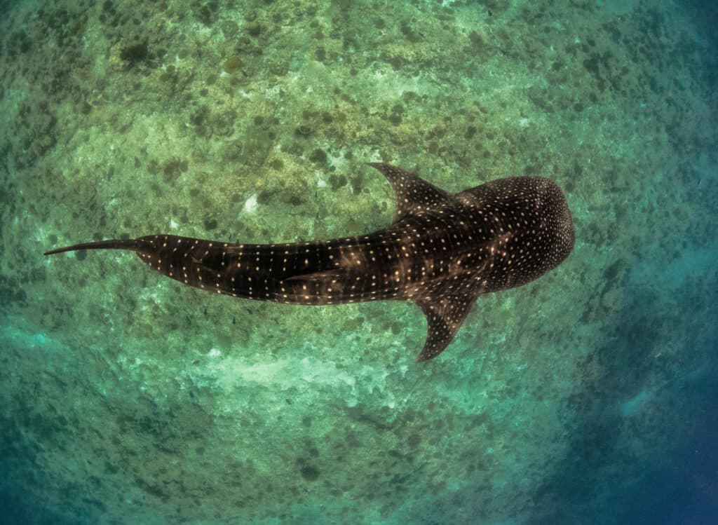 A whale shark cruises slowly above a shallow Maldivian reef, its spotted back clearly visible from above.