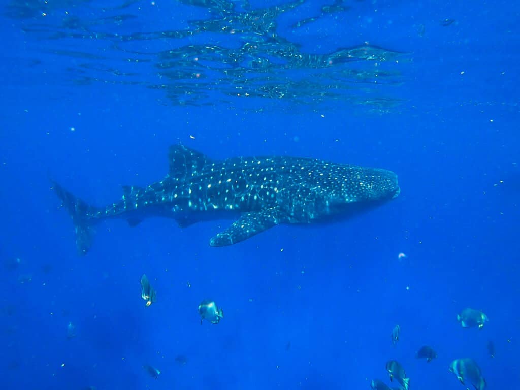 A whale shark swims just below the surface in clear blue Maldivian water, surrounded by small reef fish.