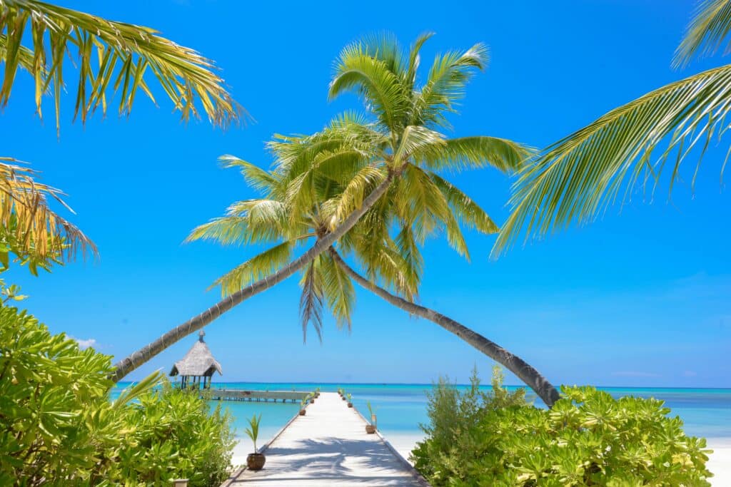 Wooden jetty framed by leaning palm trees leading out over a turquoise lagoon.