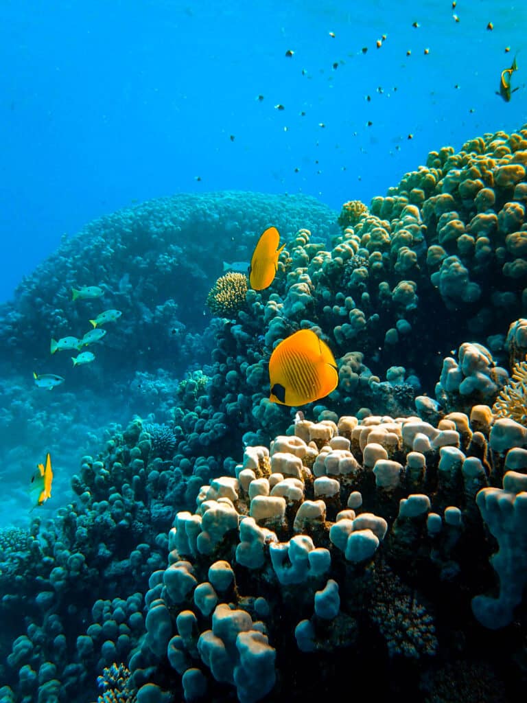 Bright yellow reef fish swimming around healthy coral formations in clear blue water.