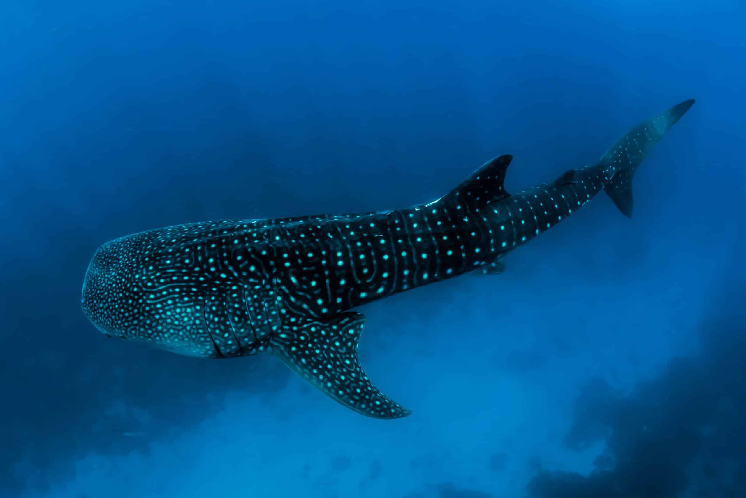 Whale Sharks in Maldives: Best Spots & Tours for Encounters