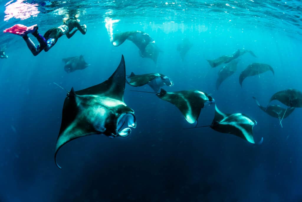 Snorkelistas nadando entre un grupo de elegantes mantarrayas en las profundas aguas azules de las Maldivas.