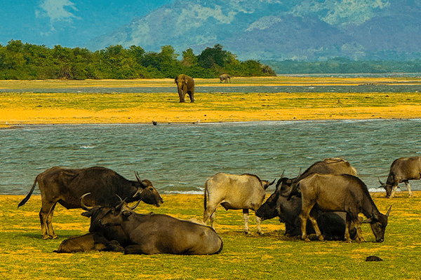 Udawalawe National Park Wildlife in Warm April Weather
