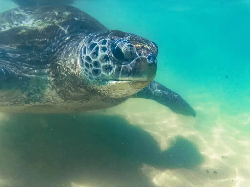 Weather in Sri Lanka in March: Complete Travel Guide & Climate Overview 6 Sea turtle swimming underwater near the south coast of Sri Lanka during snorkelling.
