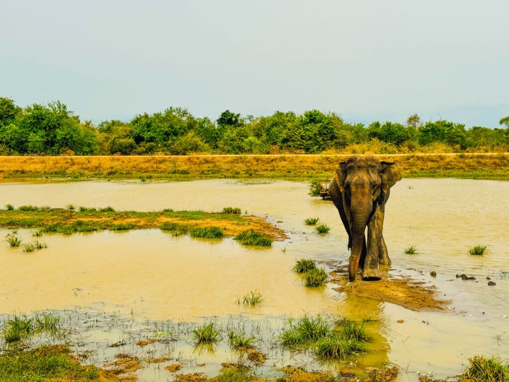 Wilde Aziatische olifant die door Udawalawe National Park Sri Lanka loopt