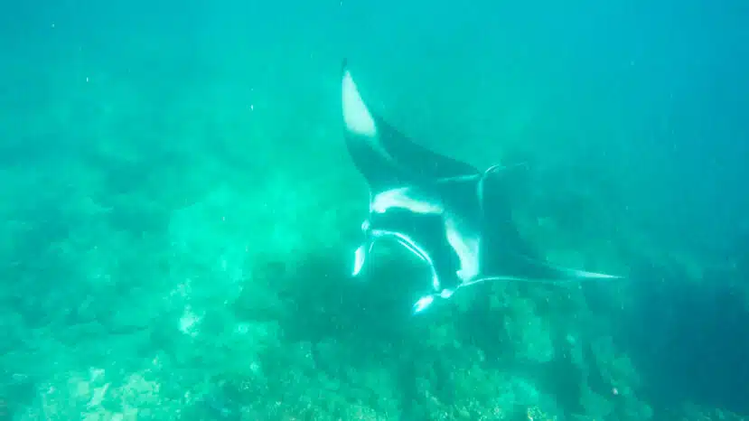 Baa Atoll Maldives: The Complete Guide to Baa and Raa Atoll 2 manta rays aggregating at Hanifaru Bay Baa Atoll Maldives during feeding season