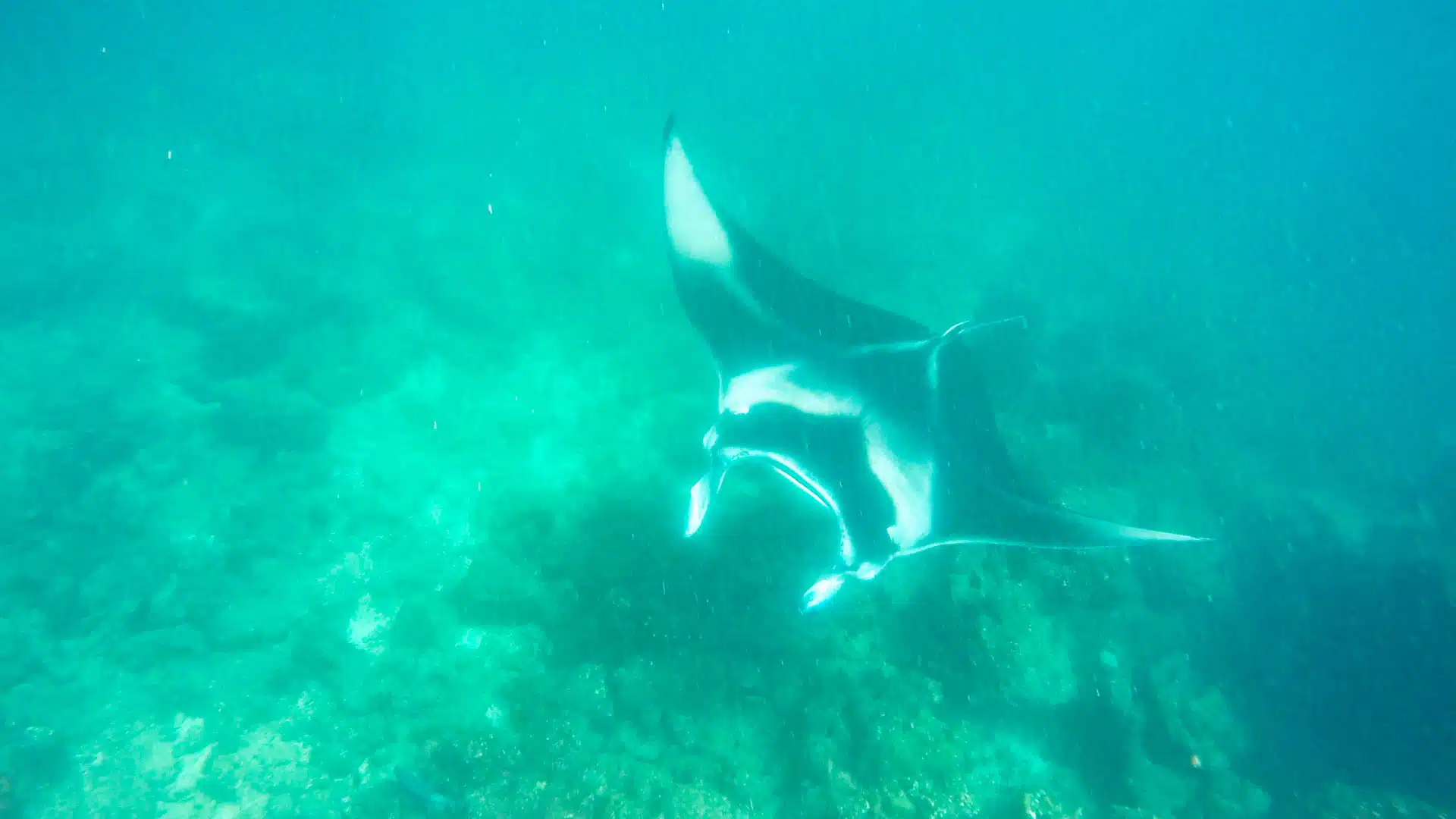 manta rays aggregating at Hanifaru Bay Baa Atoll Maldives during feeding season