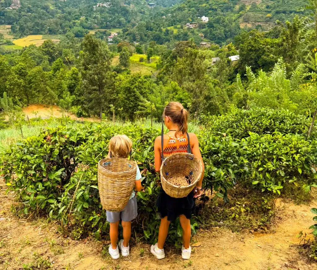 Le migliori cose da fare in Sri Lanka: le esperienze più gratificanti sull'isola 12 Due bambini con le ceste per la raccolta sulle spalle in piedi in una piantagione di tè con vista sulla valle in Sri Lanka