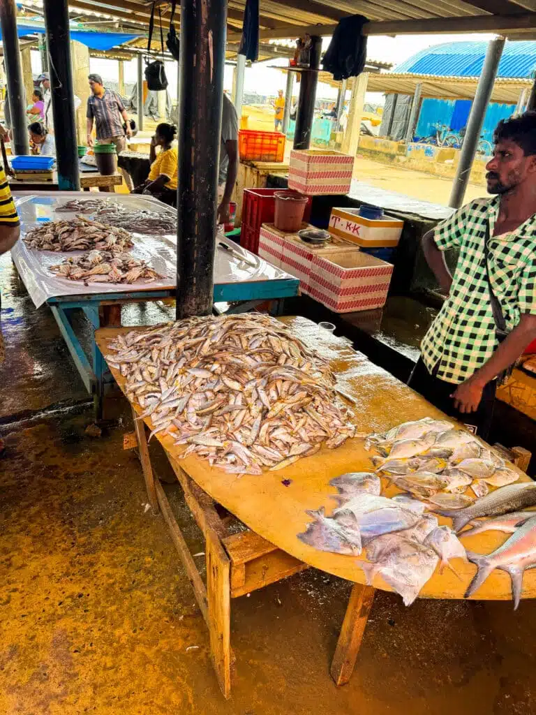 Le migliori cose da fare in Sri Lanka: le esperienze più gratificanti sull'isola 16 Venditore di pesce in piedi accanto a un tavolo di legno pieno di pescato fresco al mercato del pesce di Negombo in Sri Lanka