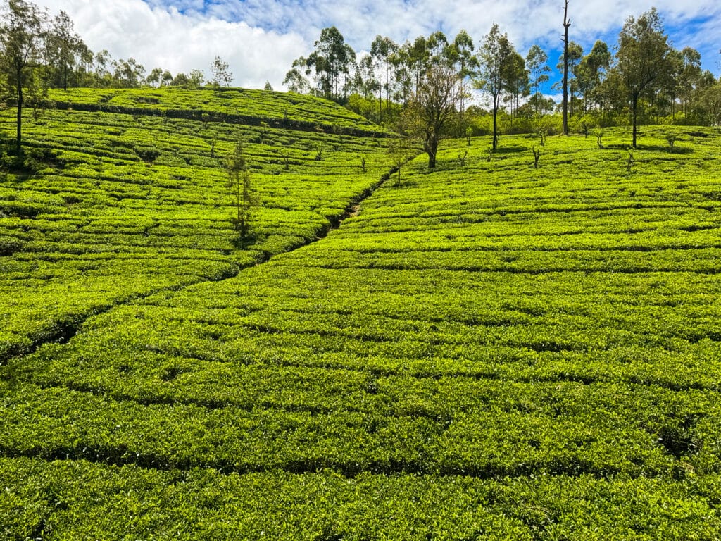 Itinerario di 7 giorni in Sri Lanka: Kandy, la regione collinare e la costa 5 vista panoramica di piantagioni di tè verde brillante che si estendono sulle colline dello Sri Lanka