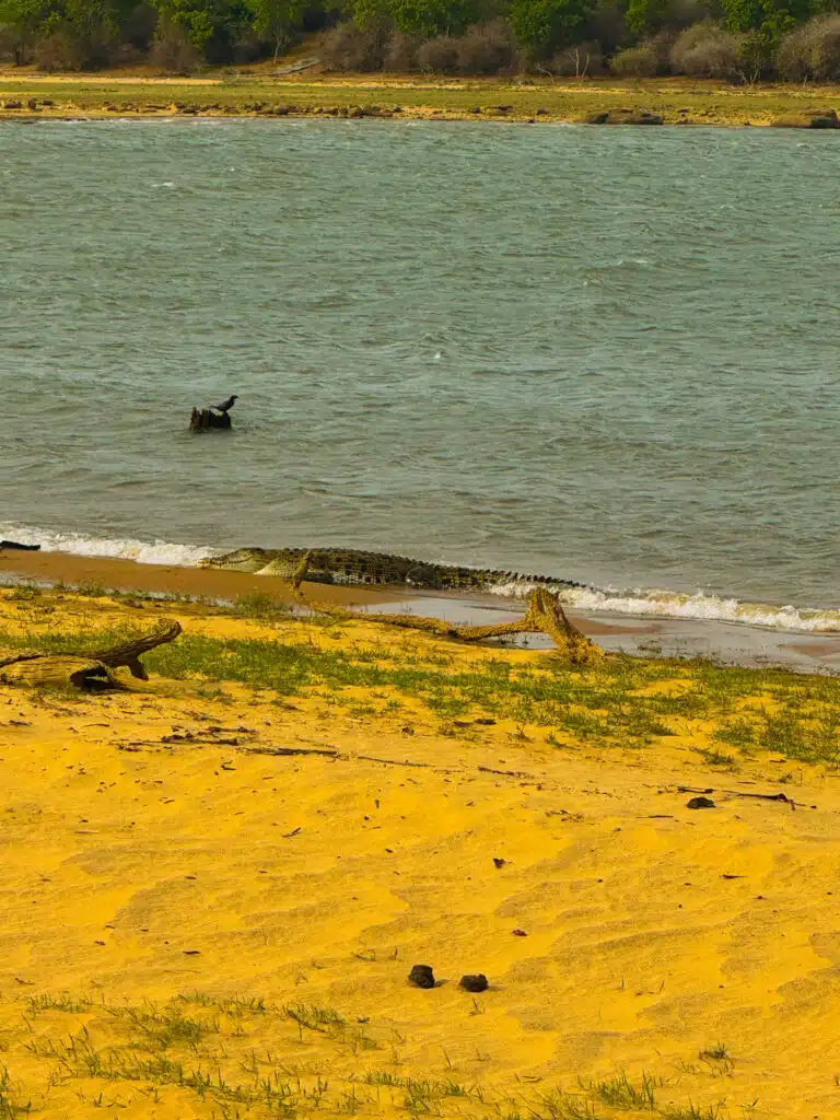 Le migliori cose da fare in Sri Lanka: le esperienze più gratificanti sull'isola 2 Coccodrillo palustre che prende il sole su una riva sabbiosa accanto a un corso d'acqua nel Udawalawe National Park in Sri Lanka