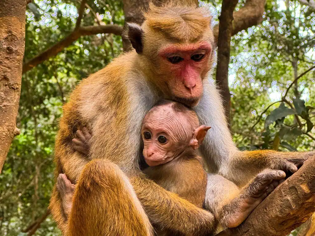 Le migliori cose da fare in Sri Lanka: le esperienze più gratificanti sull'isola 4 Madre di macaco dal berretto che tiene in braccio un cucciolo appena nato su un albero nel Wilpattu National Park Sri Lanka