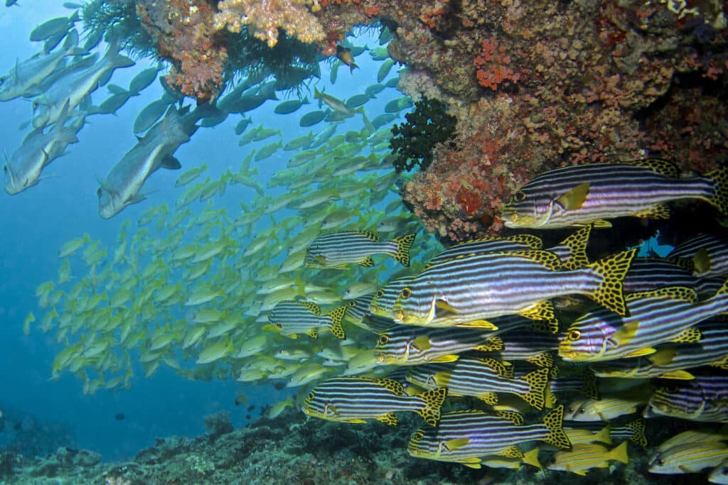 large school of oriental sweetlips and fusiliers on the house reef at Baros Maldives