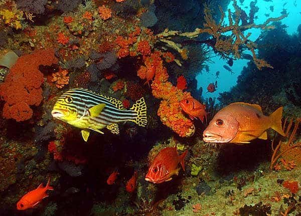 pesci colorati della barriera corallina e coralli sott'acqua durante lo snorkeling a Ukulhas alle Maldive