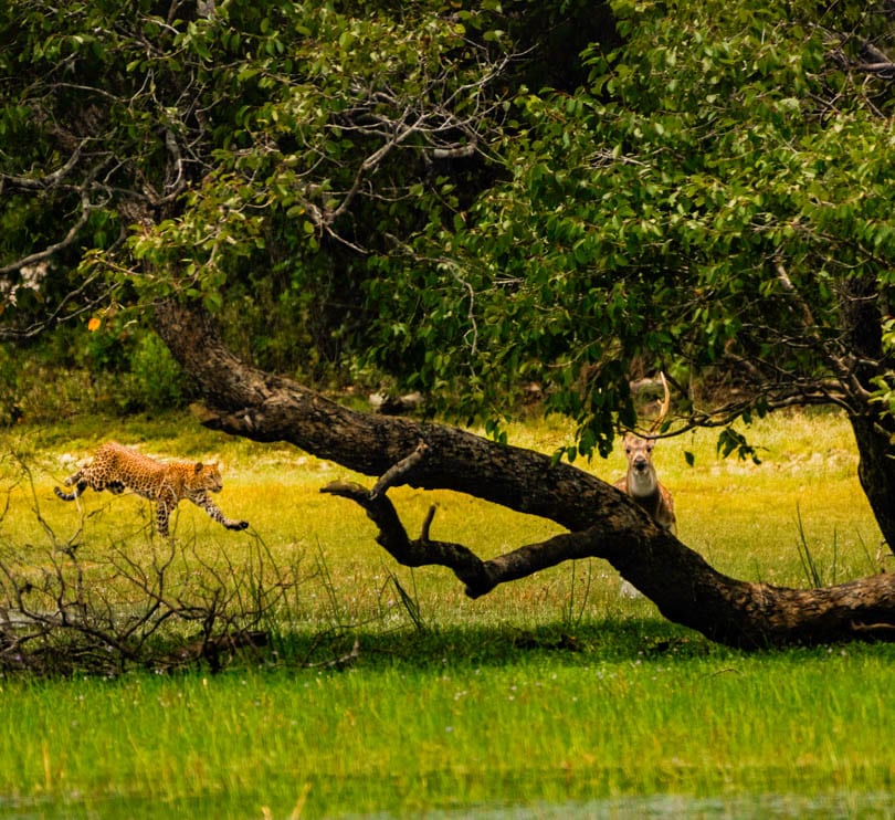 leopard spotted in the wild at Wilpattu National Park Sri Lanka
