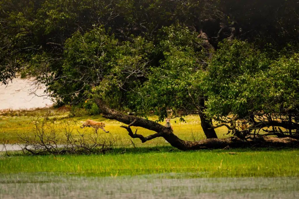 Le Maldive valgono la spesa? Un confronto onesto con lo Sri Lanka 6 leopardo che insegna un cervo allo stato brado nel Wilpattu National Park in Sri Lanka