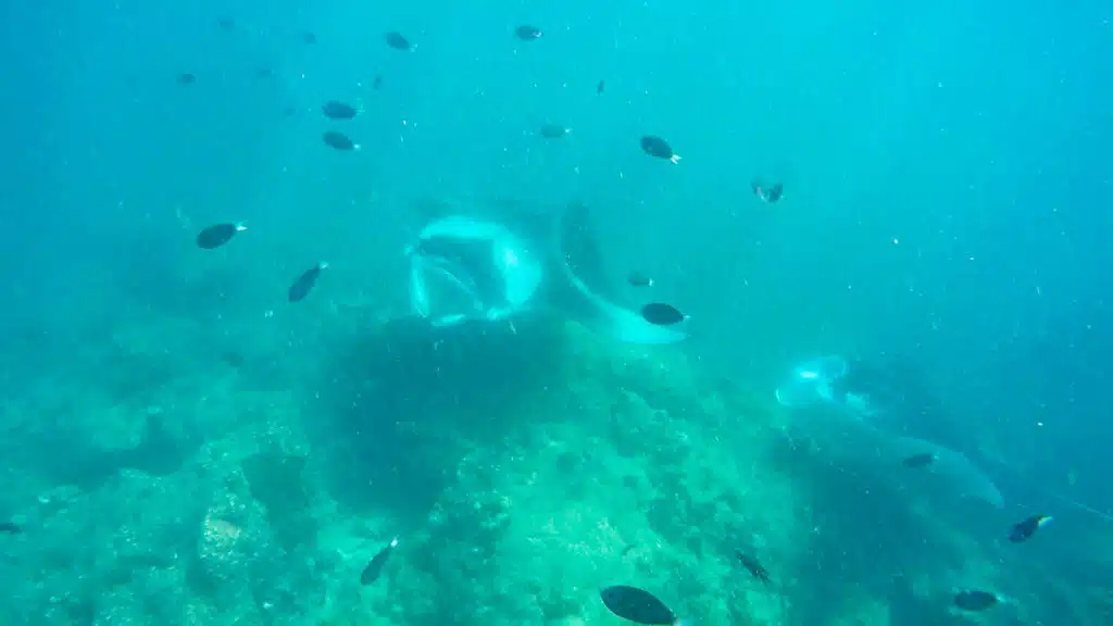 Isole locali delle Maldive vs Resort: cosa dovresti scegliere? 16 manta che nuota vicino al reef circondata da pesci tropicali a Dharavandhoo Baa Atoll Maldives