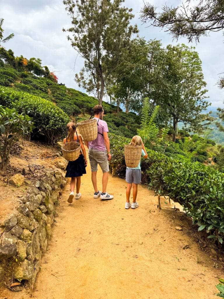 Tea Plantation Tours in Sri Lanka: Best Areas & Stays 14 Tea plucker harvesting leaves on steep hillside during tea plantation tour in Sri Lanka