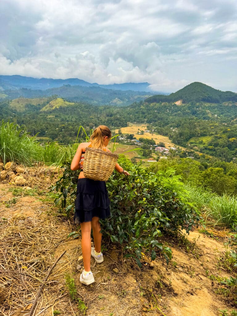 Tea Plantation Tours in Sri Lanka: Best Areas & Stays 3 Rows of tea bushes on steep green hillside at Halpe Tea Plantation Ella