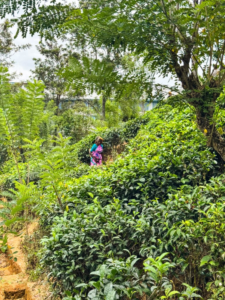Tea Plantation Tours in Sri Lanka: Best Areas & Stays 2 Tea picker harvesting leaves by hand on Ella plantation hillside