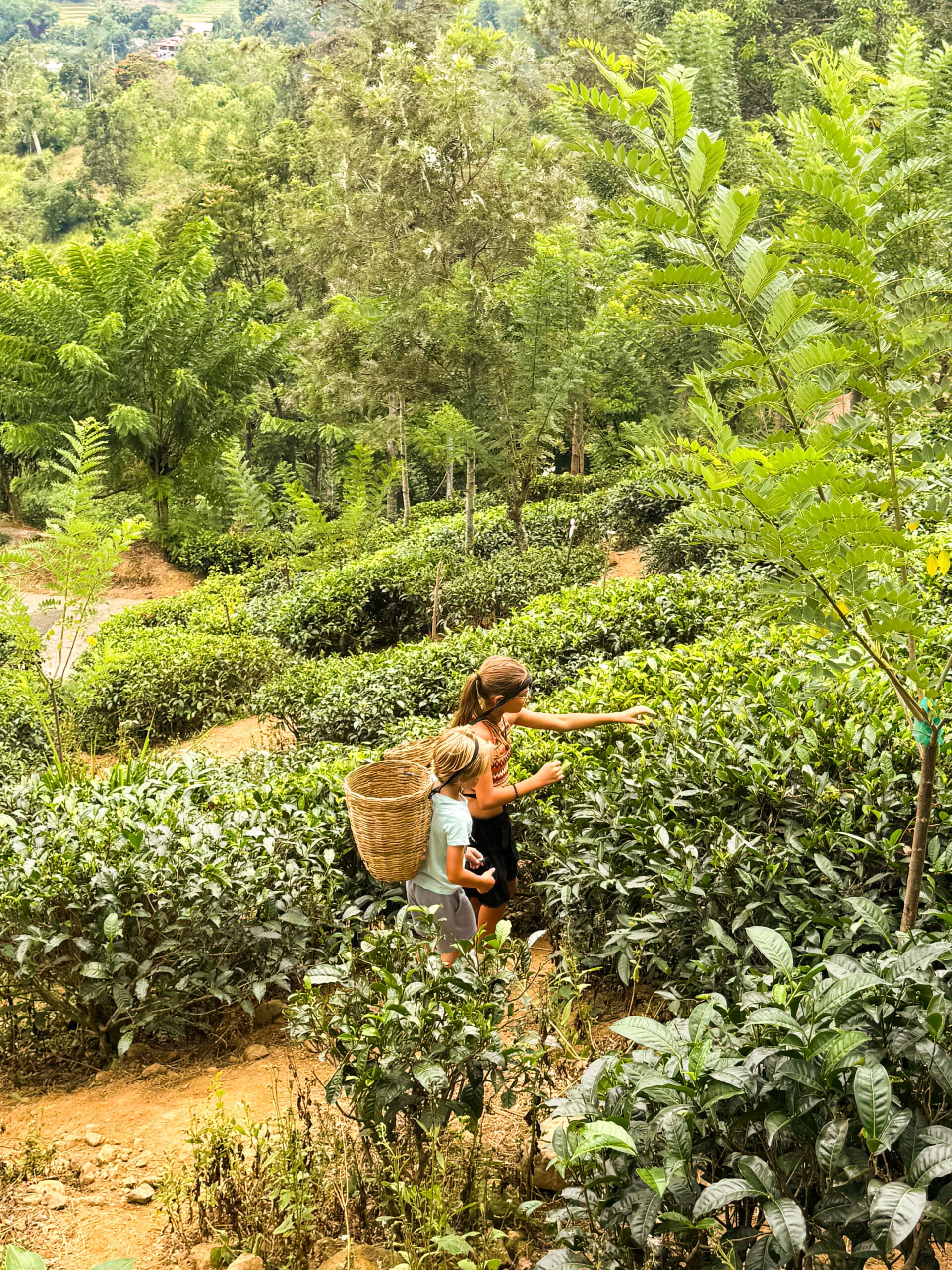donna e bambino che raccolgono foglie di tè in una piantagione collinare vicino a Ella, Sri Lanka